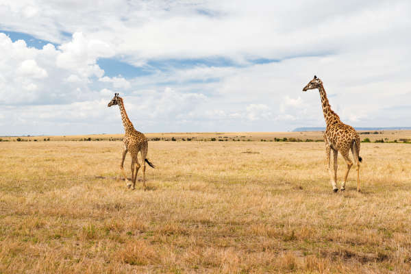 Maasai Mara From $300